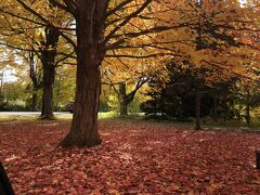 美しい紅葉とダウンタウンカラマズー散策