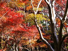 東京・紅葉狩りに神代植物公園と深大寺へ2023