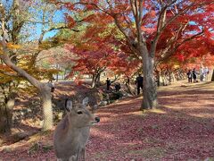 紅葉の奈良公園と志賀直哉旧居