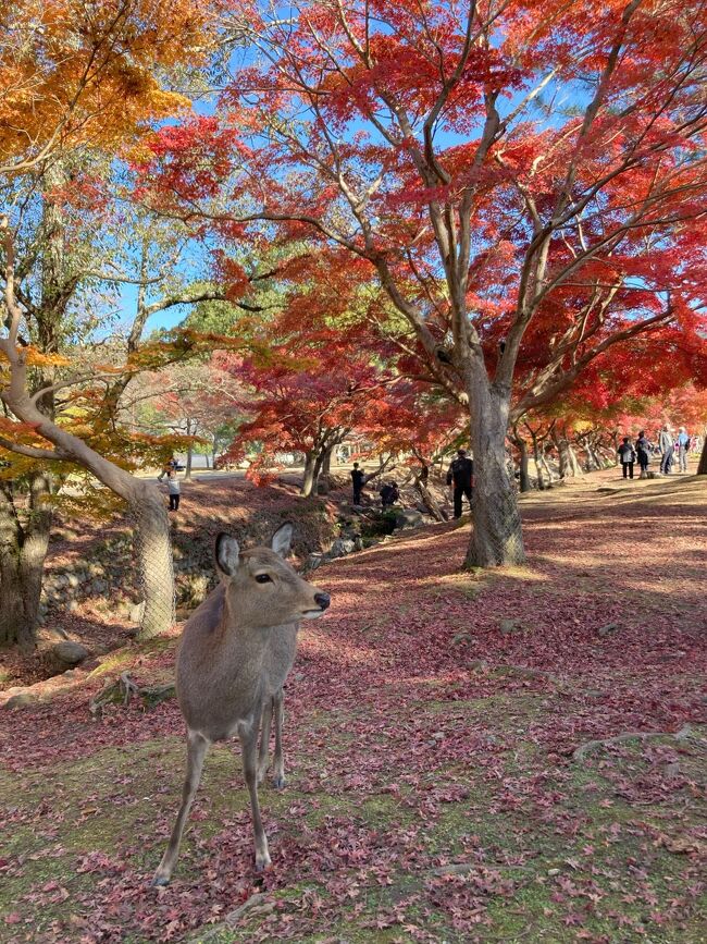 　この秋は紅葉の当たり年、全国から紅葉便りが聞こえてくる。奈良公園は例年賑やかな中国からの観光客も少なく、「燃える秋」を満喫した。数えきれないくらい歩いた奈良公園だが、今年の紅葉は最高クラス。２年前の同じ時期に訪れた高畑町の志賀直哉旧居の写真も併せて載せた。<br /><br />　10月、11月だけで20冊の旅行記。この秋はよく遊んだ。来週はもう師走。