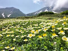 涼を求めて北海道3泊4日 vol3一面のチングルマ咲く裾合平へハイキング