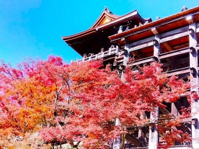 京都の観光地で大人気の清水寺はこの時期に紅葉シーズンのピークを迎え多くの観光客で賑わっています。その清水寺を歩いてきました。