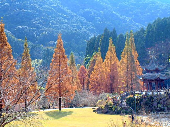 今回は、いちき串木野市で紅葉狩り。<br />紅葉シーズン限定!観光周遊バス「くるくるMOMIJI(もみじ)バス」<br />を運行最終日に利用した。<br />中国を思わせる庭園と紅葉のハーモニーを楽しめた。<br /><br />観光周遊バス「くるくるMOMIJI(もみじ)バス」は予約が必要です。<br />参考 https://www.city.ichikikushikino.lg.jp/kankou1/kurukurumomiji.html<br /><br />写真は望嶽亭とメタセコイア