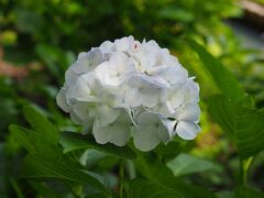 権現堂堤の紫陽花 フレッシュな花がとても素敵