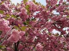 弘前の桜祭り