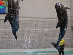 鹿児島24　かごしま水族館d 　イルカの能力比べ　Jump上々　☆見ている世界は？？