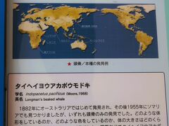 鹿児島25　かごしま水族館e　アカボウモドキ-珍種　☆あかめ・ピラルク・深海生物