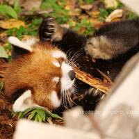 【レッサーパンダ遠征記】秋の札幌＆釧路（３）プーアルに会いに円山へ！秋の円山動物園