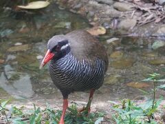 ヤンバルクイナを見よう！