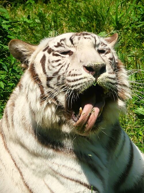 鹿児島35 平川動物公園b ホワイトタイガー 接近！ ☆レッサーパンダも