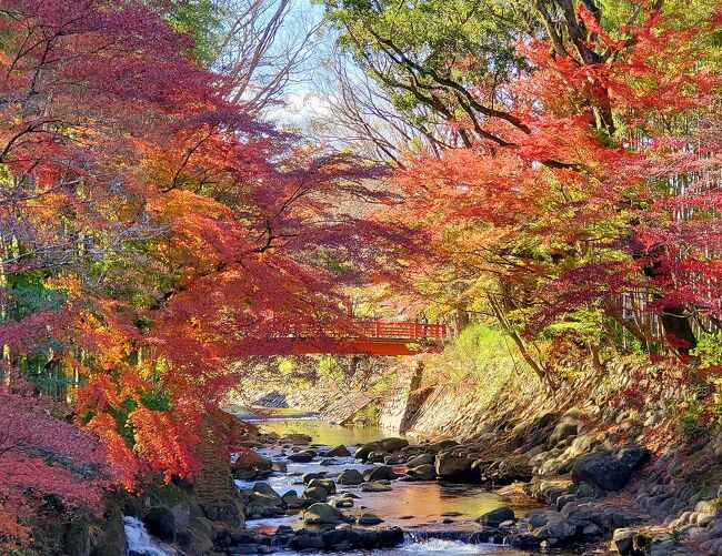 皆さんの旅行記で、<br />たくさんの美しい紅葉を拝見しまして、<br />どこか日帰りで行けないかな?と、バス旅を探し、<br />修善寺の紅葉と時之栖イルミネーション、<br />地ビール飲み放題を見つけました!<br /><br />催行決定まで、やきもきしましたが、<br />無事に行けましたー、良かった!<br /><br />久しぶりに見た紅葉とイルミネーションに、<br />ワクワクした1日でした。<br /><br />お時間許せば、ご覧下さいませ( 〃▽〃)<br />