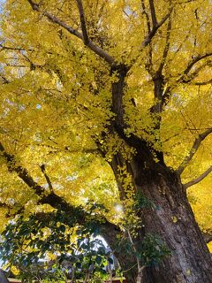 東京と千葉　風活その2　　2023.11月後半