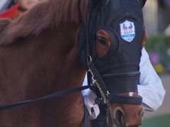 馬を応援に競馬場へ（千葉県船橋市中山競馬場）