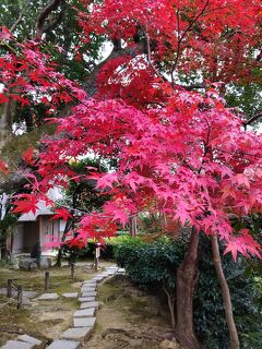 京の錦秋めぐり2023③　八大神社・狸谷山不動院・金福寺・圓光寺・曼殊院門跡