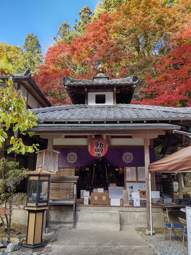 今年も紅葉を愛でに京都に出没！<br /><br />桜の時季もそうでしたが、JR東海の１WEEKプランを利用してのんびり散策していたのに、この9月で終了。<br />ん～凝縮して計画を練らねば…（笑）<br />国内にとどまらずインバウンドの人も多いだろうから、できれば王道を外し、行く機会がなかった寺院を4日で廻るコースを計画。<br /><br />1日め　19,916歩<br /><br />今日は京都駅から1駅戻って山科へ。<br /><br />年に3回期間限定で開扉している安祥寺さん、やっとタイミングがあって参山できました。<br /><br />紅葉の名所、「毘沙門堂門跡」勅使門前の石段に落葉し、さながら赤い絨毯化する「散りモミジ」は残念ながらまだ早かった。<br /><br />そして、京都で一番好きなちりめんじゃこ屋さんの「京小町もり」さん。<br />土日は「毘沙門堂もみじまつり」で門前に出店しているそうなので、事前予約し、受け取ります。<br /><br />東京駅→（のぞみ）→京都駅→山科駅…安祥寺…ランチ:長島…毘沙門堂門跡…山科聖天…山科駅→京都駅→四条駅…からすま京都ホテル…あさぎ美術館…そば笹屋…からすま京都ホテル<br /><br /><br /><br />