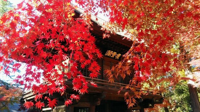 2023年12月3日から1泊2日で2023年最後の紅葉の旅<br /><br />東京の府中、国分寺、埼玉新座の紅葉の名所に、立川のイルミネーションを楽しみました。<br /><br />ホテルは今年6回目の宿泊の日航立川東京で、いつもは昭和記念公園とセットの旅行記ですが、今回は昭和記念公園には訪問しませんでしたが、武蔵野エリアの美しい紅葉の名所をめぐりました。例年であれば11月20前後に見頃の紅葉をむかえるエリアなので、12月3日4日に楽しめるとは思いませんでした！<br /><br />2023年フォートラベルで11本目の紅葉の旅行記ですが最後まで楽しんでください。