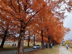 ’２３　滋賀湖北周辺紅葉旅１３　マキノのメタセコイア並木さんぽ～葉山珈琲～マキノピックランド