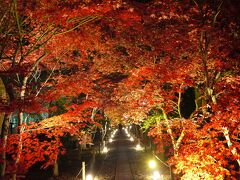 国宝鳥獣人物戯画　世界遺産　高山寺　特別拝観！