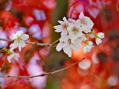  小原の四季桜と紅葉のコラボ・小原稲荷（松月寺）
