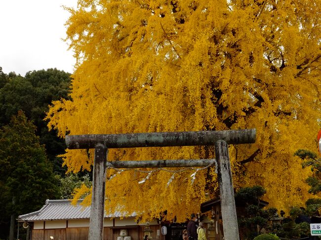 和歌山県かつらぎ町にある丹生酒殿神社（にうさかどのじんじゃ）に銀杏の紅葉を見に行きました。<br />昨年と1日違いでしたが今年は1週間ほど紅葉が遅れているようです。<br /><br />拝観無料。<br />駐車場は「まちの駅みたに」30台。トイレ有。無料。<br />神社まで徒歩5分ほどですが急坂のため足腰の弱い人にはキツイかも。