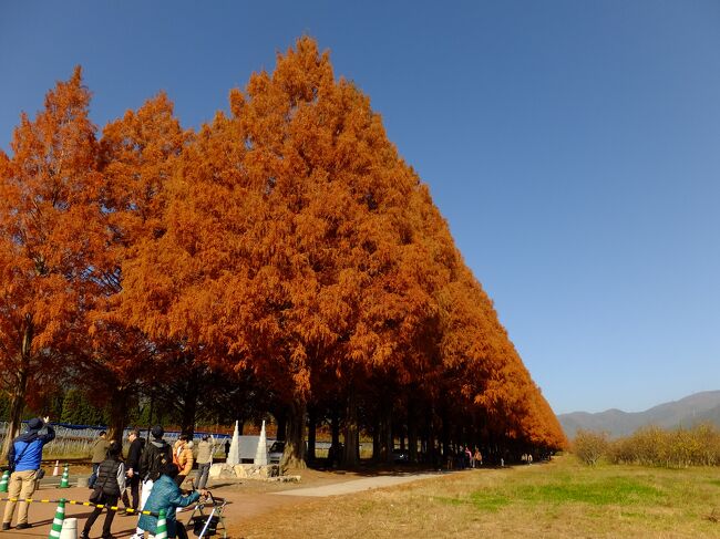 滋賀県高島市マキノのメタセコイヤ並木を見に行きました。<br />以前は葉が落ちた景色でしたが今回は紅葉の時季です。<br /><br />土日は大渋滞で大変だということで平日に休みを取りました。<br />快晴で青空に映える紅葉がとても綺麗です。<br /><br />駐車場はマキノピックランドで無料。<br />目の前に並木があります。<br />平日でも結構人がいましたが土日は大渋滞で人だらけになるそうです。