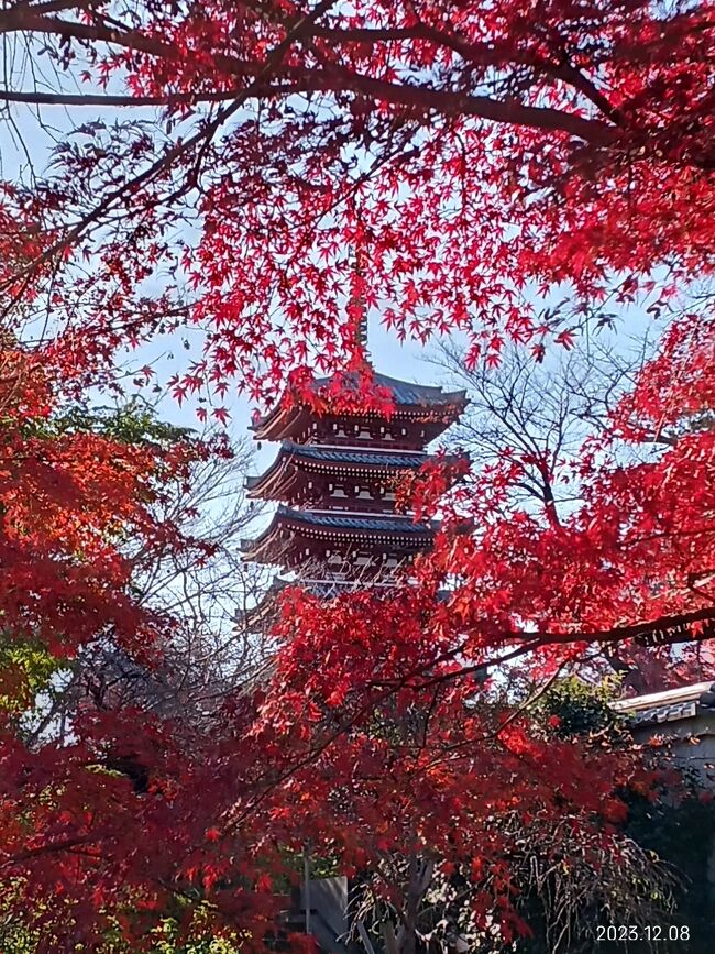 紫陽花で有名な本土寺ですが、紅葉もきれいだそうで、行ってみました。<br /><br />途中東漸寺にも立ち寄って、紅葉狩り三昧です。<br /><br />帰りには大阪時代に行ったことのある「ラーメン横綱」を発見して、懐かしいラーメン食べて、満足の一日でした。