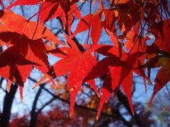 竜田川 紅葉の錦 かみのまにまに