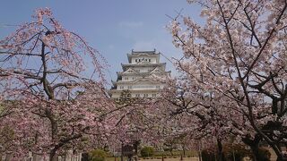 岡山と姫路桜旅行２泊３日（３日目）