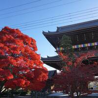 ビブグルマン掲載の熟成豚かわむらで極上とんかつ☆随心院と勧修寺で紅葉☆tounishinotouinホテル