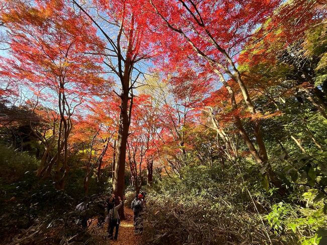 鎌倉へ秋のハイキングと寺院巡りに行ってきました。<br /><br />天園ハイキングコースという登山道が整備されていて、途中の獅子舞という場所が屈指の紅葉の名所になっています。<br /><br />真っ赤に色づいていて素晴らしい光景が見れました。<br /><br /><br />▼ブログ<br />https://bluesky.rash.jp/blog/hiking/kamakura.html