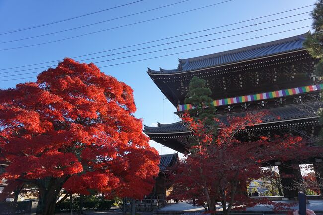 京都へ紅葉を観に行ってきました。12月3日の日曜日まで紅葉と併せて特別拝観しているお寺がおおくギリギリ最終に間に合わせることが出来、紅い葉はおちているところが多く、今年は黄色の銀杏の木が素敵でした。<br />美味しくておしゃれな食事がたのしめる京都では、今回ちょっと足をのばしてJR山科駅から徒歩7分くらいの「熟成豚かわむら」へ。12月2日に予約開始と同時に電話して、ランチの予約が取れました。お店の席が20席もないので予約は必須です。<br />表紙写真は金戒光明寺の山門と紅葉