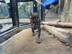 6歳4歳1歳と行く！久能山東照宮と日本平動物園