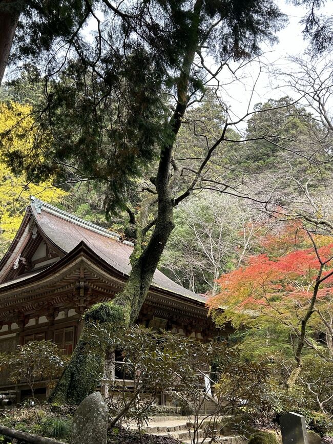 昨年11月に旅行した奈良が楽しかったので、今年も一人で旅してみました。<br />紅葉はまだ少し早かったのですが、一人でのんびり行きたいところを観光出来、とても良い旅となりました。<br /><br />3日目、大神神社～長谷寺・室生寺の旅行記です。