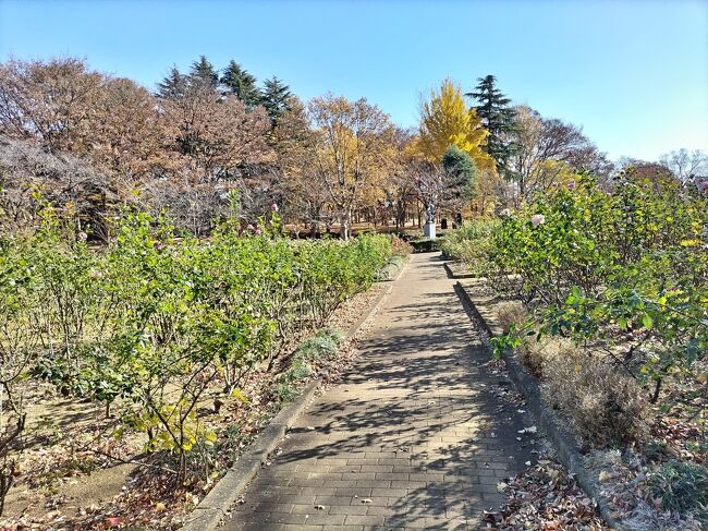 与野本町駅から徒歩でも行けて、<br />車でも無料駐車場ありの<br />バラ園が有名な与野公園。<br /><br />12月でもバラが楽しめた！<br /><br />イチョウの紅葉も！