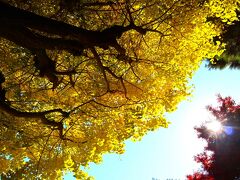 秋の国分寺散策（前半）☆ 殿ヶ谷戸庭園・お鷹の道・真姿の池湧水群☆史跡の駅 おたカフェ☆2023/12/06