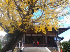 イチョウ祭り