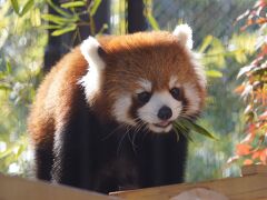 レッサーパンダはかわゆい !!! 熊本市動植物園　２   ・ 杏香（あこ）で～す。(_ _))ﾍﾟｺｯ