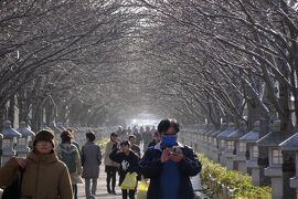 古都鎌倉　紅葉巡り　２０２３（後編）鶴岡八幡宮ー一条恵観山荘ー報国寺ー旧華頂宮邸ー鎌倉