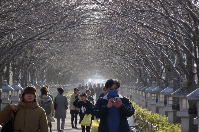 天気の良い日に、鎌倉の紅葉めぐり。 後編<br />いつもの北鎌倉駅からスタート。<br />昨年の様に、建長寺からハイキングコースで獅子舞(紅葉谷)経由も考えたが、今年は源氏山からのコースを選択した。<br />まずまずの紅葉を楽しめたが、今年の紅葉は遅い。鎌倉でもまだまだこれから楽しめる。<br /><br />前編 北鎌倉駅ー円覚寺ー明月院ー東慶寺ー浄智寺ー源氏山ー海蔵寺ー不動茶屋<br />https://4travel.jp/travelogue/11871604<br />後編 不動茶屋ー鶴岡八幡宮ー一条恵観山荘ー報国寺ー旧華頂宮邸ー鎌倉駅<br />https://4travel.jp/travelogue/11872281<br /><br />古都鎌倉 紅葉巡り グループ<br />https://4travel.jp/travelogue_group/54039<br />古都鎌倉 グループ (紅葉以外)<br />https://4travel.jp/travelogue_group/13003