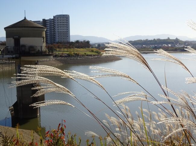 　ここ数年、紅葉の時期に大阪、兵庫、特に西宮へ行くのが恒例となった。<br />　今年も、11月下旬、六甲や有馬、甲山が錦秋に染まる時期に旅行に行ってきたが、今回は、旅程の2日目後半に飛んで、大阪府の狭山池へ行ってきた時の様子。<br />　わが国最古のダムと言われる大阪府南部の狭山湖には一度行ってみたかったので、南海電車で旅程2日目の午後に行ってきました。<br />　その前に西宮の門戸厄神、西宮船坂から有馬温泉へ行っているのだが、それはまた後日紹介する。