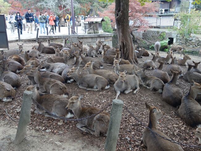 初頭の奈良公園をお散歩しました。修学旅行生でいっぱいでしたが，鹿のほうが数が多かったのでは。。。（そんなことはないか。）