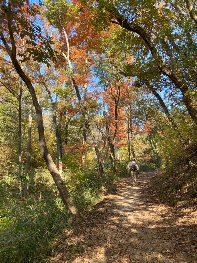 　ご近所さんとのハイキング。今回は紅葉の大阪府民の森を「くろんど園地」から「ほしだ園地」まで歩いた。