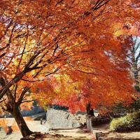 大分旅前編　豊後竹田は岡城の紅葉と「緒方三社川越し祭り（はだか祭り）」