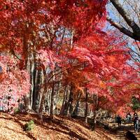 燃える丹沢　～想定外の錦秋を行く丹沢山・丹沢三峰～