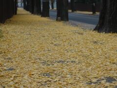 黄葉で埋まる天理の銀杏並木。足元にはギンナンもいっぱい。すばもらしい並木道です。