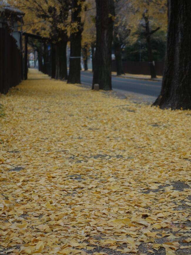天理市にすばらしい銀杏並木があります。ちょうど黄葉のまっさかり。ギンナンのにおいにもかこまれて，しばしお散歩しました。