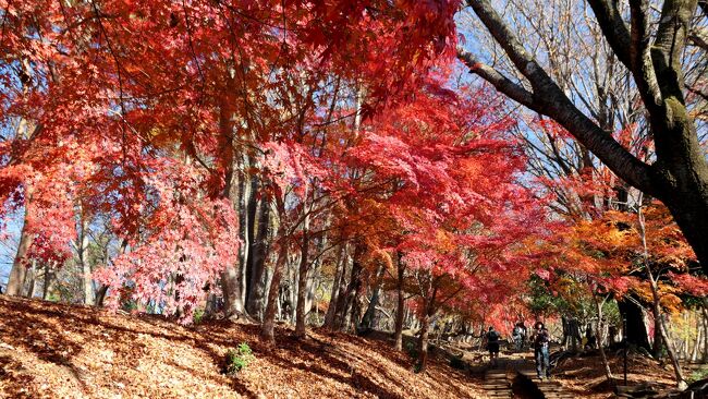 12月の上旬に丹沢を歩いて来た。<br />そのルートは、これまた色々曰く因縁付きなのだが、それは別建てでレポートするとして、想定外の紅葉に遭遇し、あまりの美しさに茫然、残ったのは膨大な写真･･･<br /><br />そんなわけで、その紅葉・黄葉だけを羅列･･･