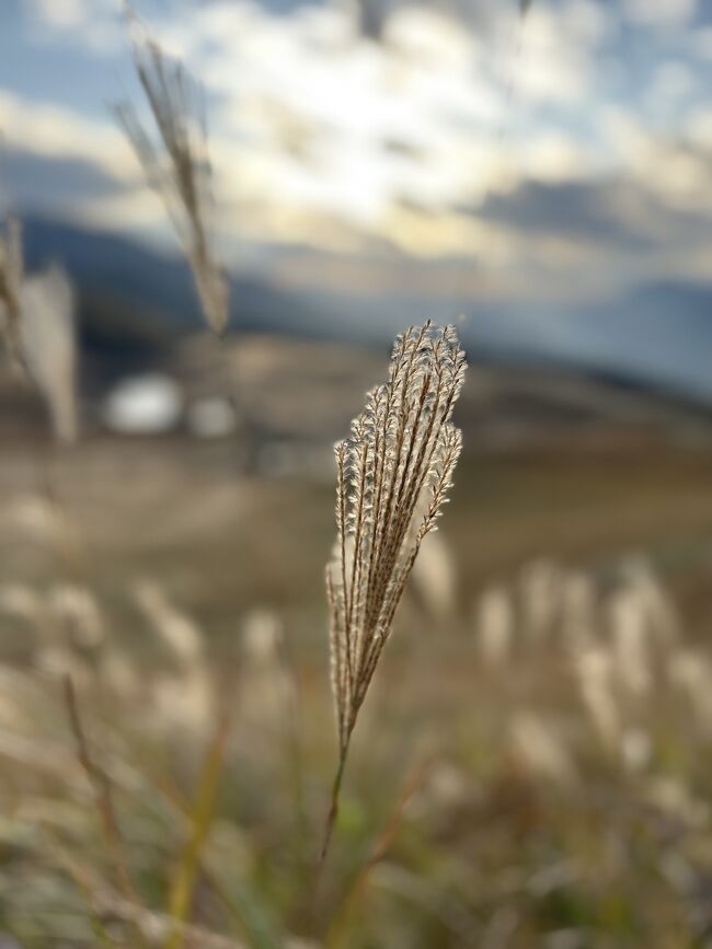 ススキで有名な曽爾高原に行ってきました<br />ほとんど写真のみです