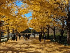 紅葉とクリスマスの競演　東京が一番美しい時期