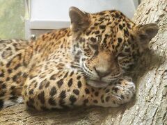 赤ちゃんジャガーはガラス反射【日本平動物園 2022/4/8】